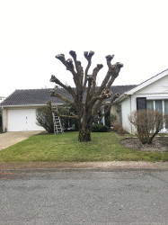 Coupe et abattage d'arbre  