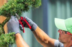Élagage d'arbre et service d'entretien  